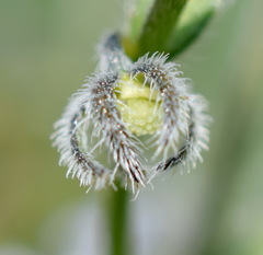 Rochelia retorta