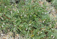 Astragalus guttatus
