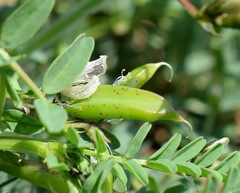 Astragalus guttatus