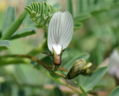 Astragalus guttatus
