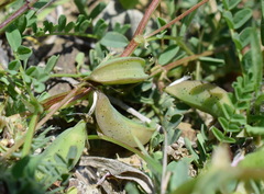 Astragalus guttatus