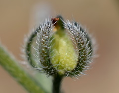 Rochelia retorta