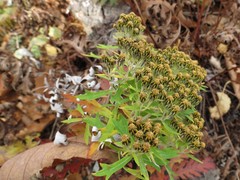 Ajania pallasiana