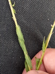 Arabis planisiliqua