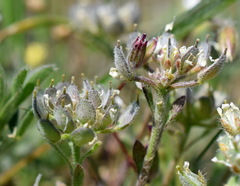 Alyssum umbellatum