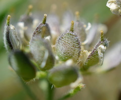 Alyssum umbellatum