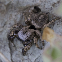 Habronattus oregonensis