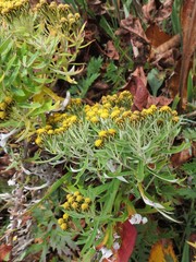 Ajania pallasiana