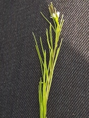 Arabis planisiliqua