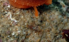 Rhynchocinetes australis