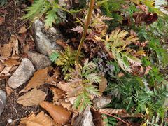 Artemisia maximovicziana