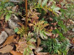 Artemisia maximovicziana