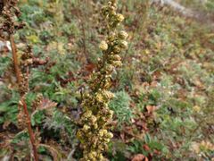 Artemisia maximovicziana