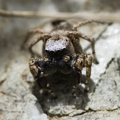 Habronattus oregonensis