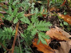 Artemisia maximovicziana
