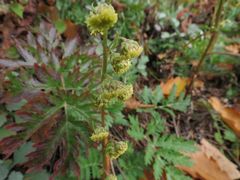 Artemisia maximovicziana