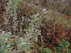 Artemisia lagocephala