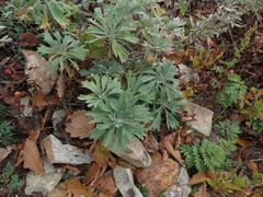 Artemisia lagocephala