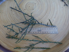 Thesium patulum