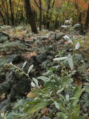 Artemisia lagocephala