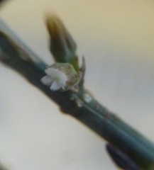 Thesium patulum