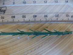 Thesium patulum