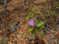 Rhododendron sichotense