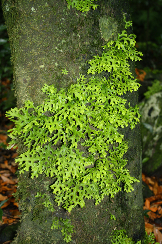 Sticta canariensis