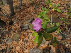 Rhododendron sichotense