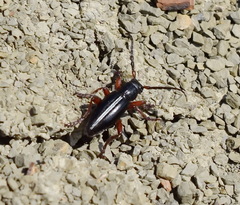 Dorcadion cinerarium