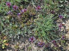 Astragalus suprapilosus