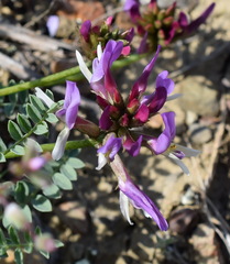 Astragalus suprapilosus