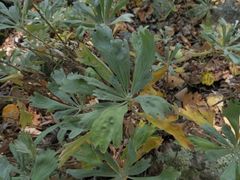 Artemisia lagocephala