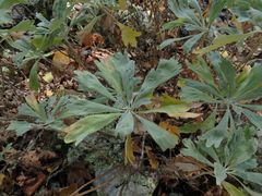 Artemisia lagocephala