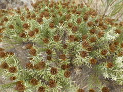 Oedera fruticosa