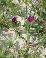 Vicia sativa amphicarpa