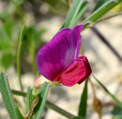 Vicia sativa amphicarpa