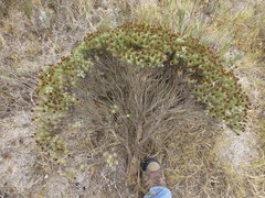 Oedera fruticosa