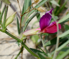 Vicia sativa amphicarpa