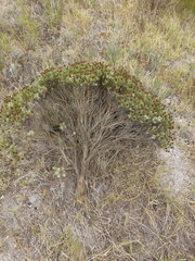 Oedera fruticosa