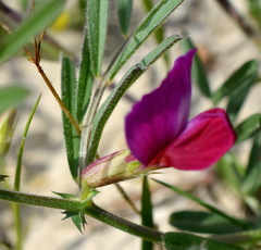 Vicia sativa amphicarpa