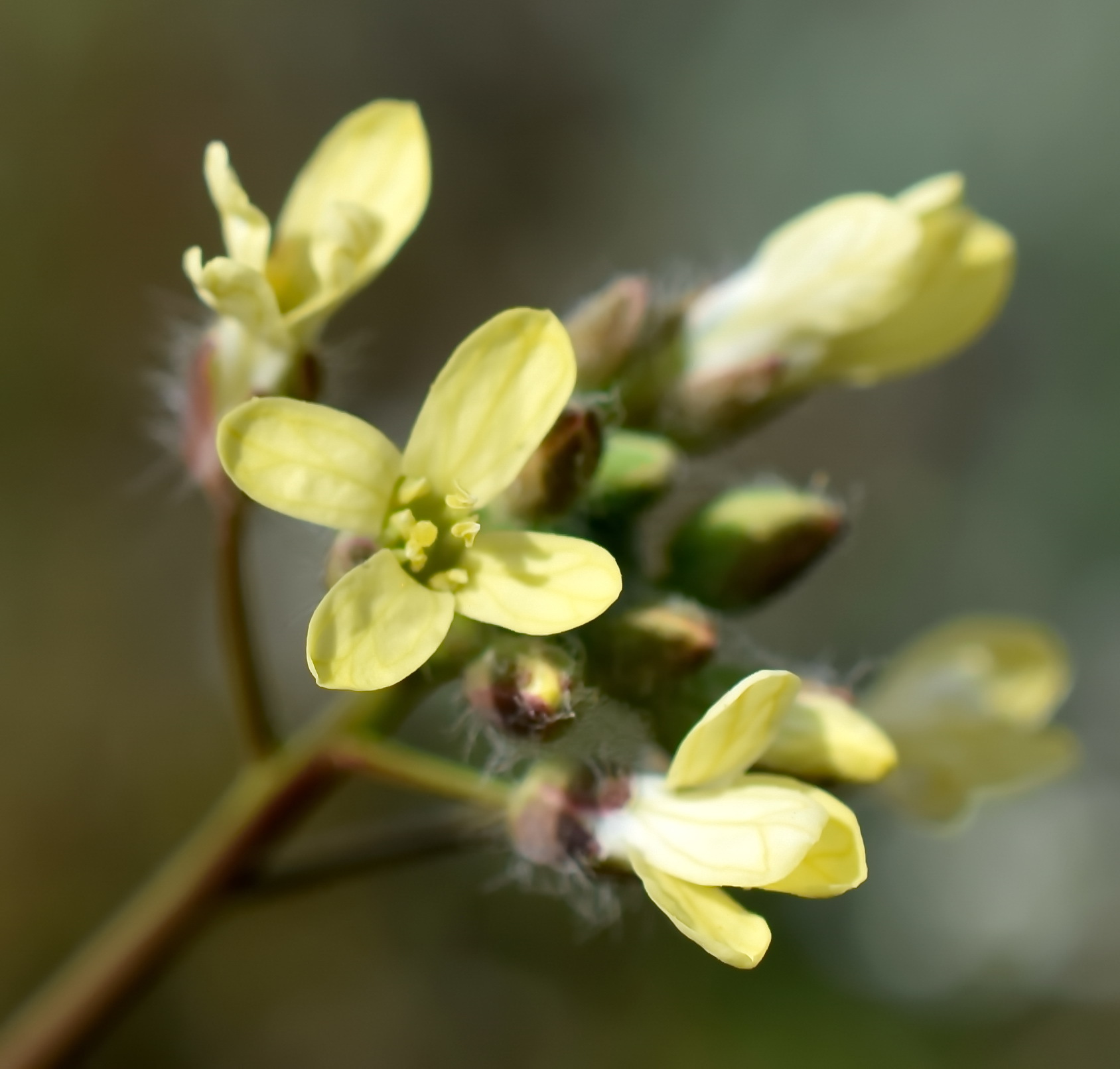 Camelina rumelica
