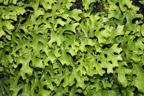 Sticta canariensis
