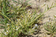 Neotorularia torulosa