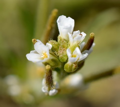Neotorularia torulosa