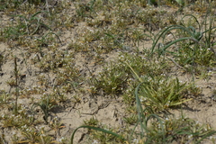 Neotorularia torulosa