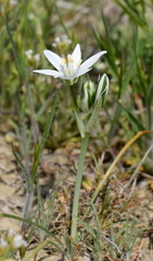 Ornithogalum navaschinii