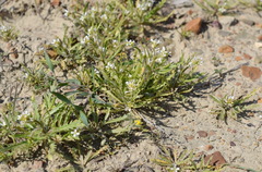 Neotorularia torulosa