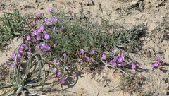 Astragalus subuliformis