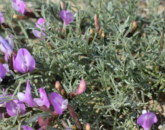 Astragalus subuliformis